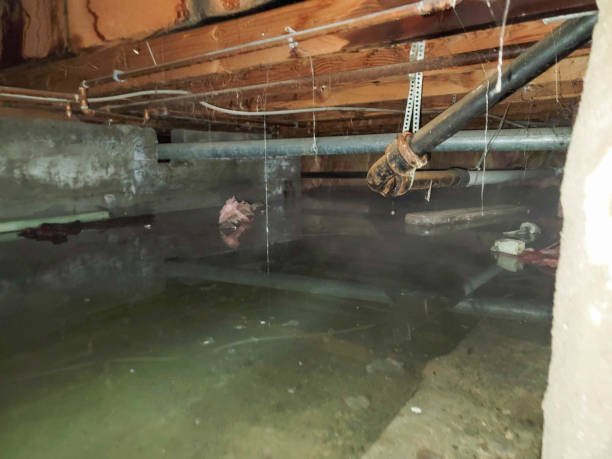 Best Basement water damage restoration  in Ramapo College Of New Jersey, NJ